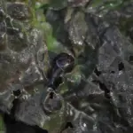 Hvordan kan jeg undgå skadedyr og ukrudt i min højbedsramme?